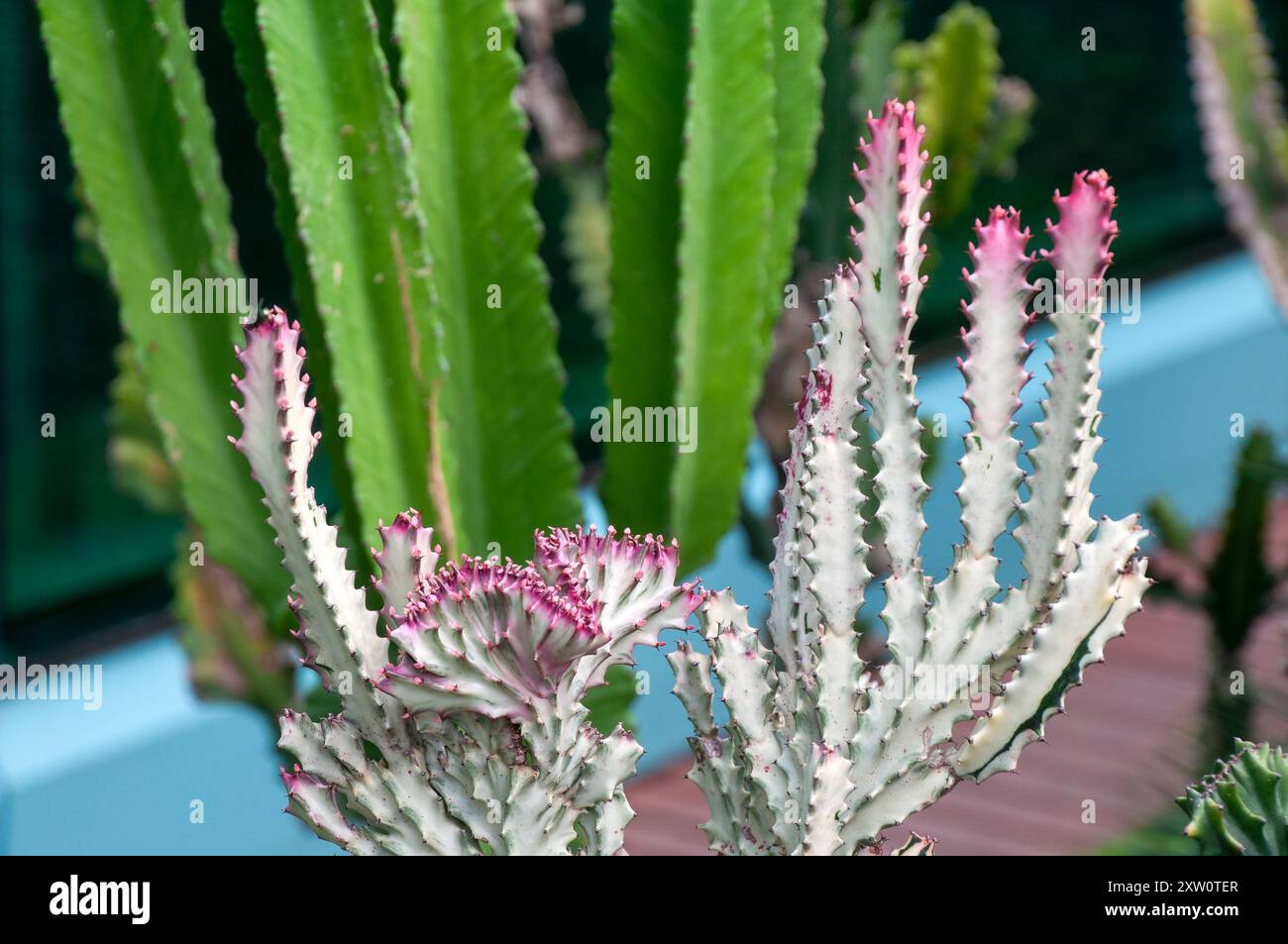 Singapour, Euphorbia Lactea ou étincelle tachetée aux teintes roses Banque D'Images