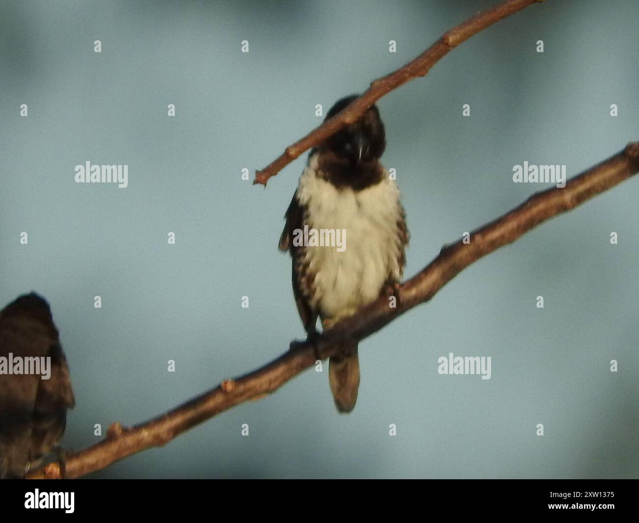 Mannikin en bronze (Spermestes cucullata) Aves Banque D'Images