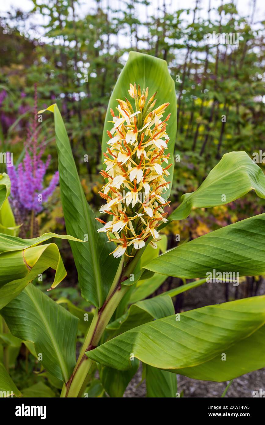 Fleur jaune pâle et rouge très parfumée de Hedychium Gardnerianum, le gros plan 'Ginger Lily'. Banque D'Images