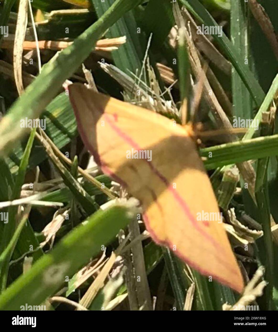 Chiches Geometer Moth (Haematopis grataria) Insecta Banque D'Images