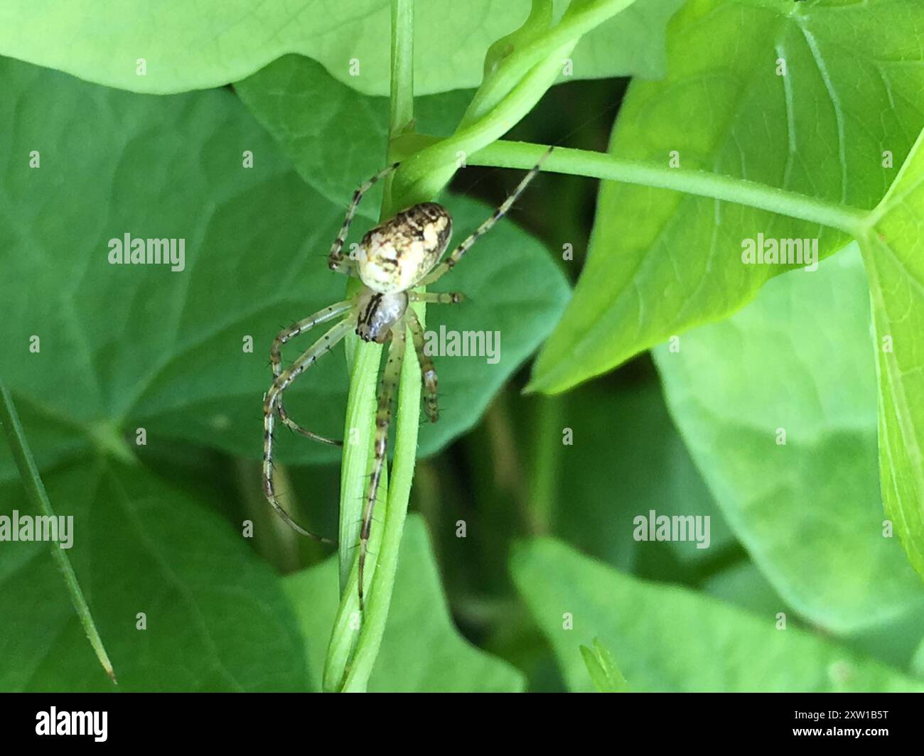 Araignée blindée eurasienne à longue mâchoire (Metellina segmentata) Arachnida Banque D'Images