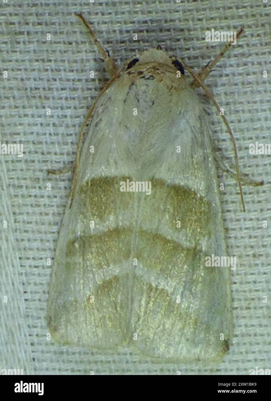 La teigne du Bouddhisme du tabac (Chloridea virescens) Insecta Banque D'Images