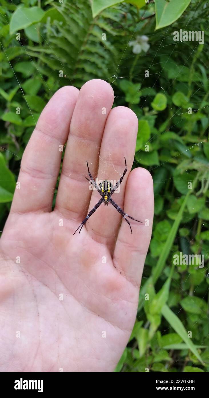 Araignée de jardin hawaïenne (Argiope appensa) Arachnida Banque D'Images