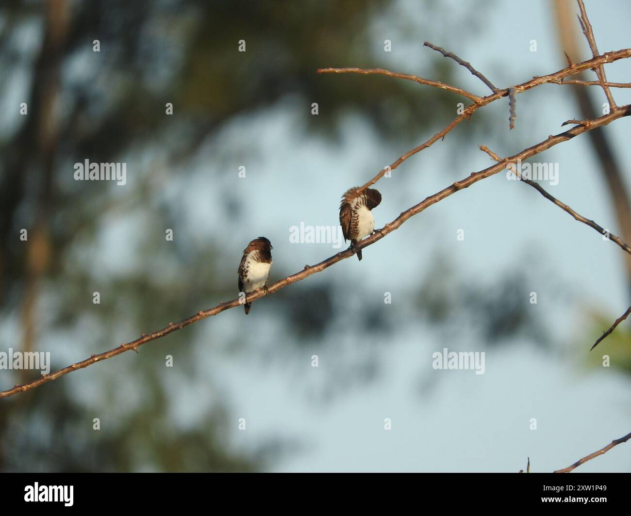 Mannikin en bronze (Spermestes cucullata) Aves Banque D'Images