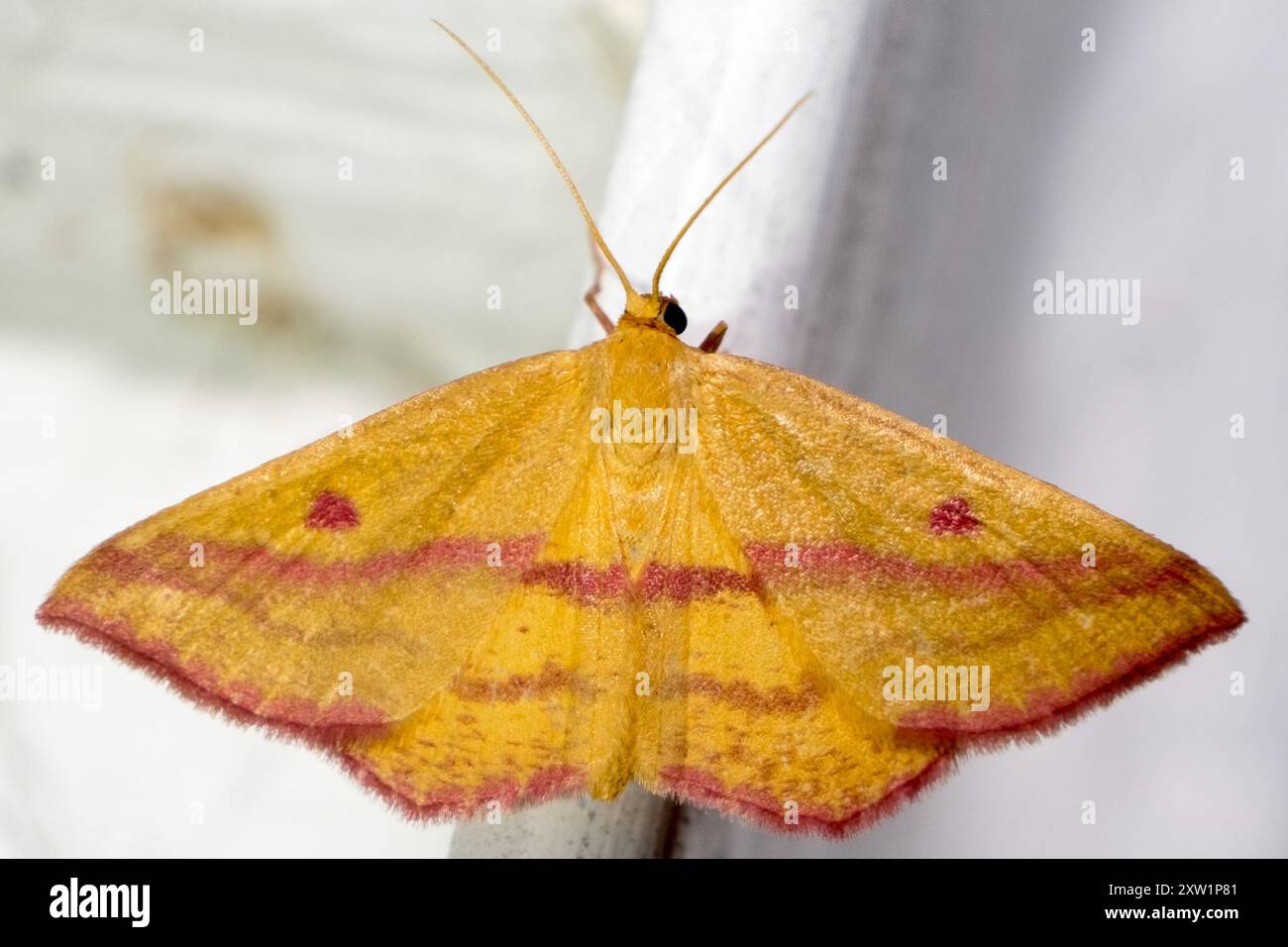 Chiches Geometer Moth (Haematopis grataria) Insecta Banque D'Images