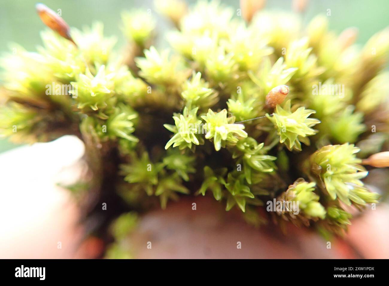 Jaune Fringe-Moss (Racomitrium aciculare) Plantae Banque D'Images