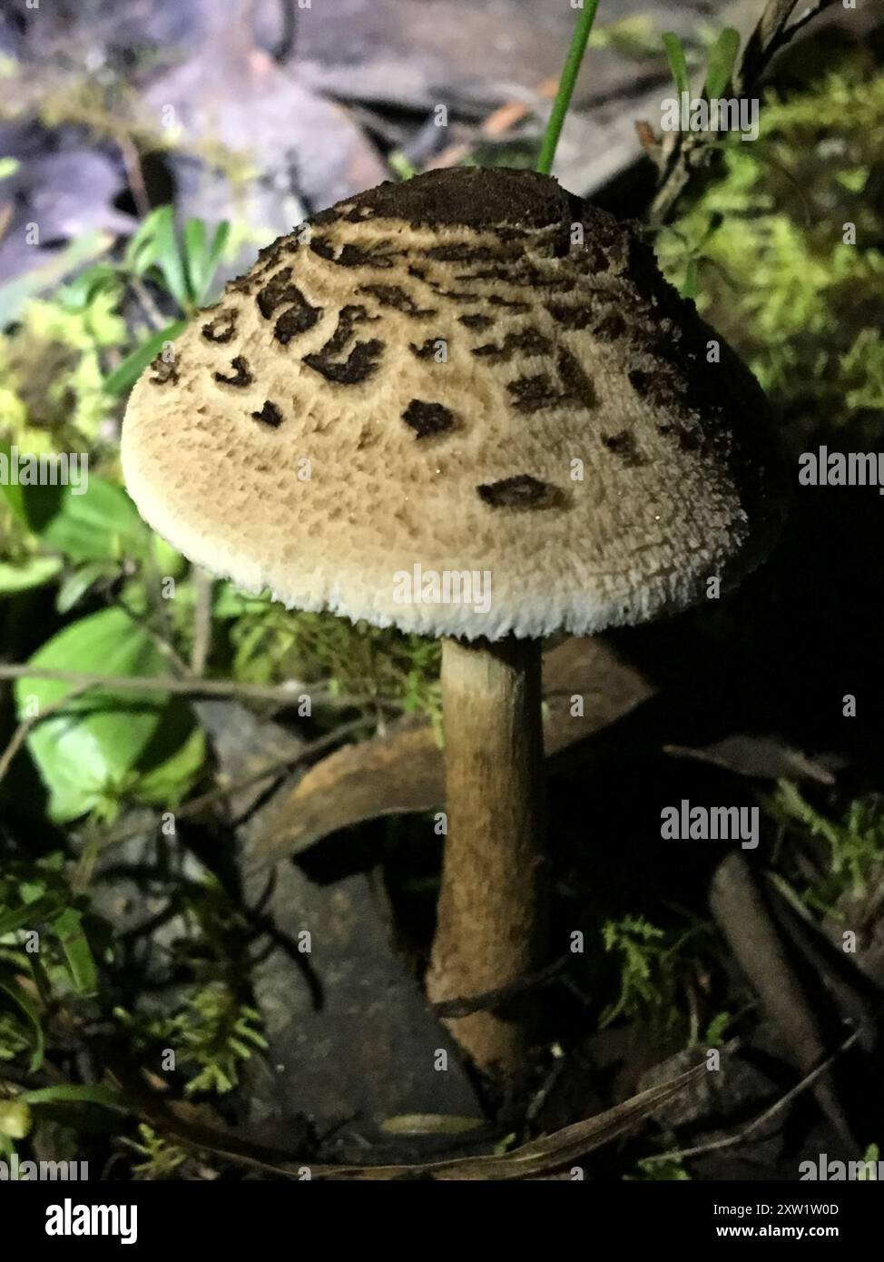 Champignons gracieux Parasol (Macrolepiota clelandii) Banque D'Images