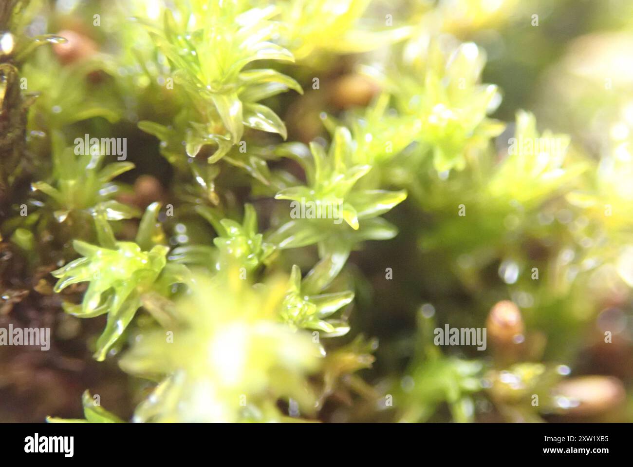 Jaune Fringe-Moss (Racomitrium aciculare) Plantae Banque D'Images