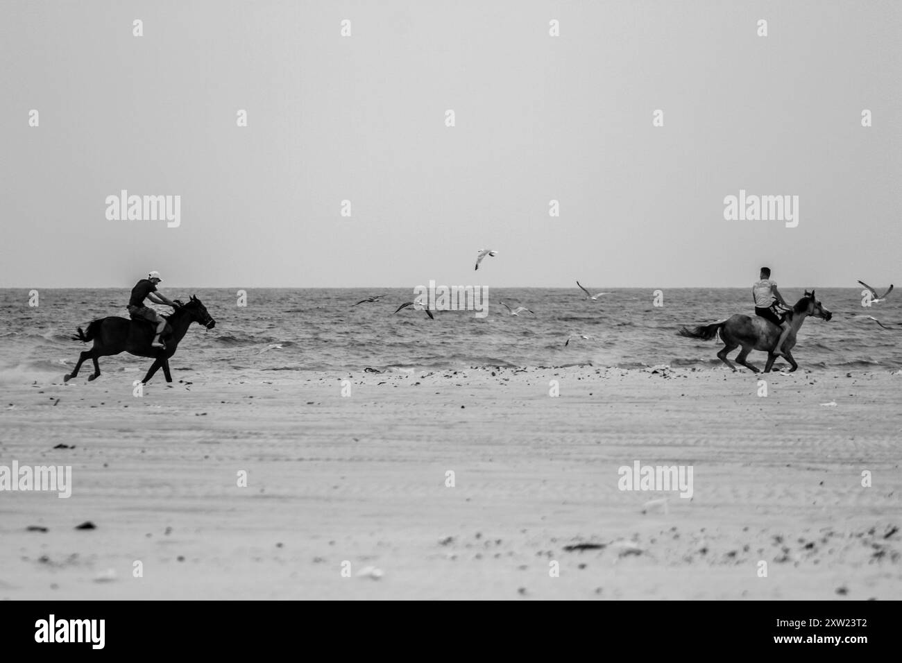 Bizerte, Tunisie. 16 août 2024. Bizerte, Tunisie, 16 août 2024 : équestres à cheval sur la plage d'Ain Damous à Bizerte, Tunisie. L'équitation est un sport populaire en Tunisie (crédit image : © Hasan mrad/IMAGESLIVE via ZUMA Press Wire) USAGE ÉDITORIAL SEULEMENT! Non destiné à UN USAGE commercial ! Banque D'Images