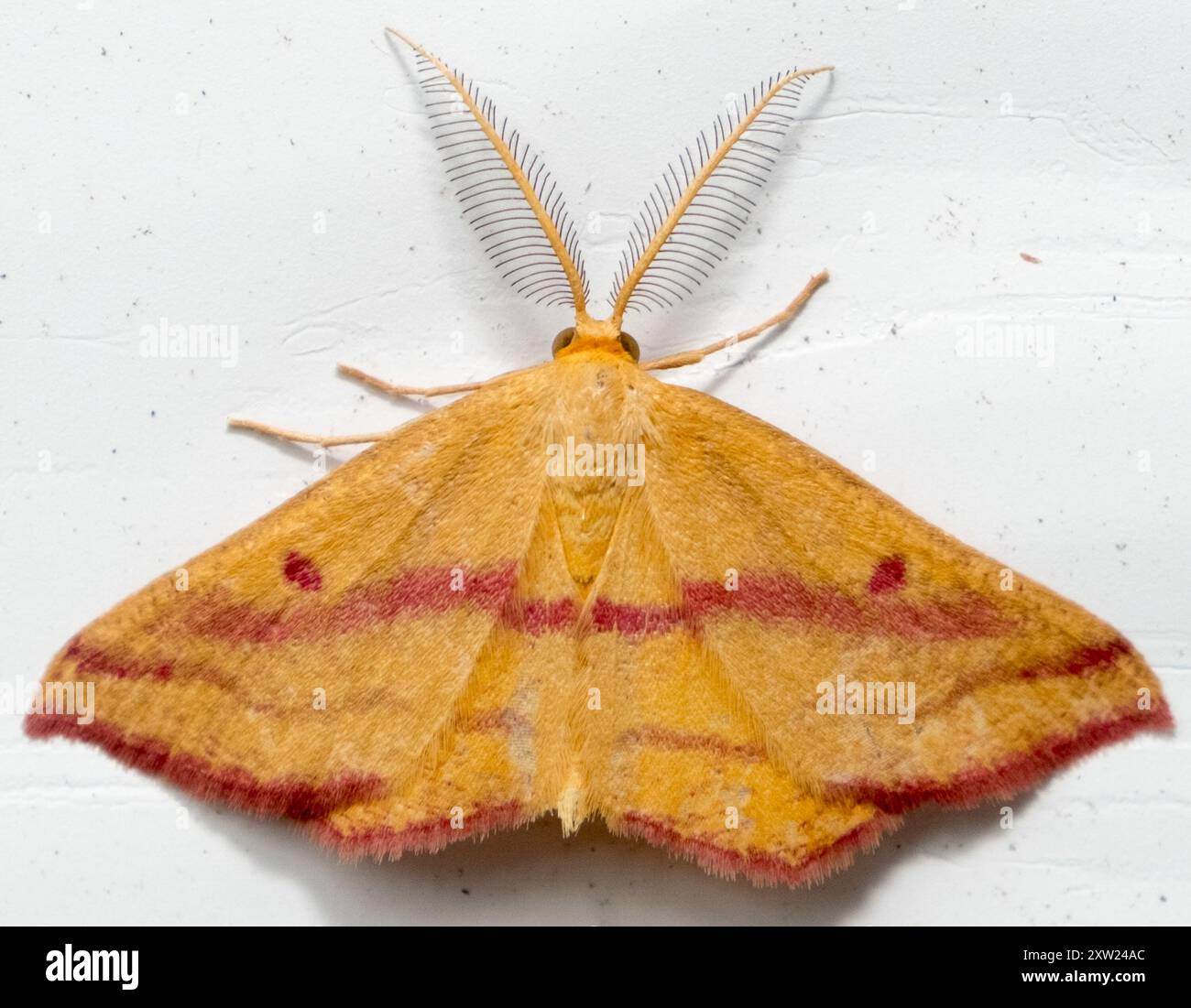 Chiches Geometer Moth (Haematopis grataria) Insecta Banque D'Images