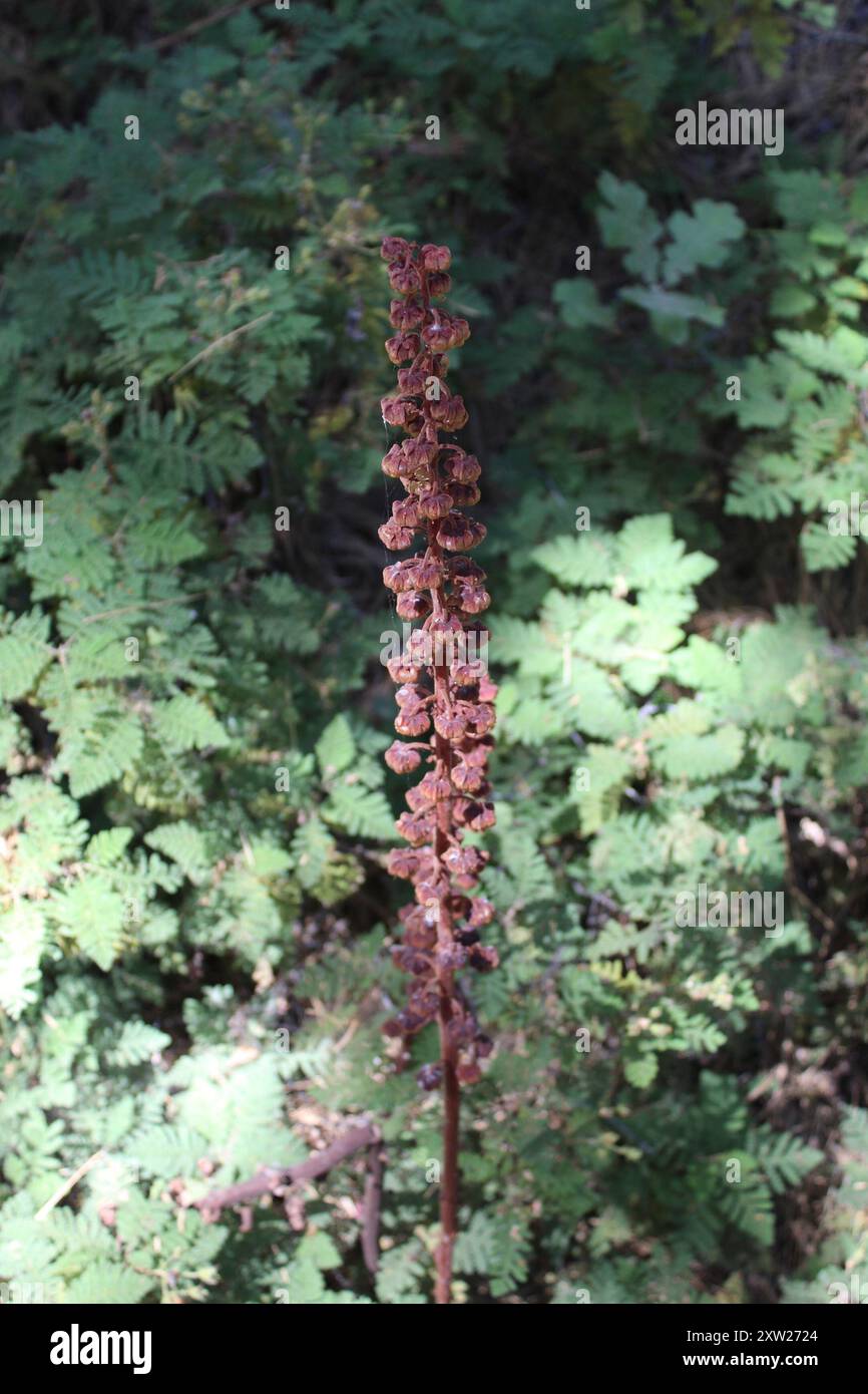 Pterospora andromedea Plantae (Pterospora andromedea) Plantae Banque D'Images