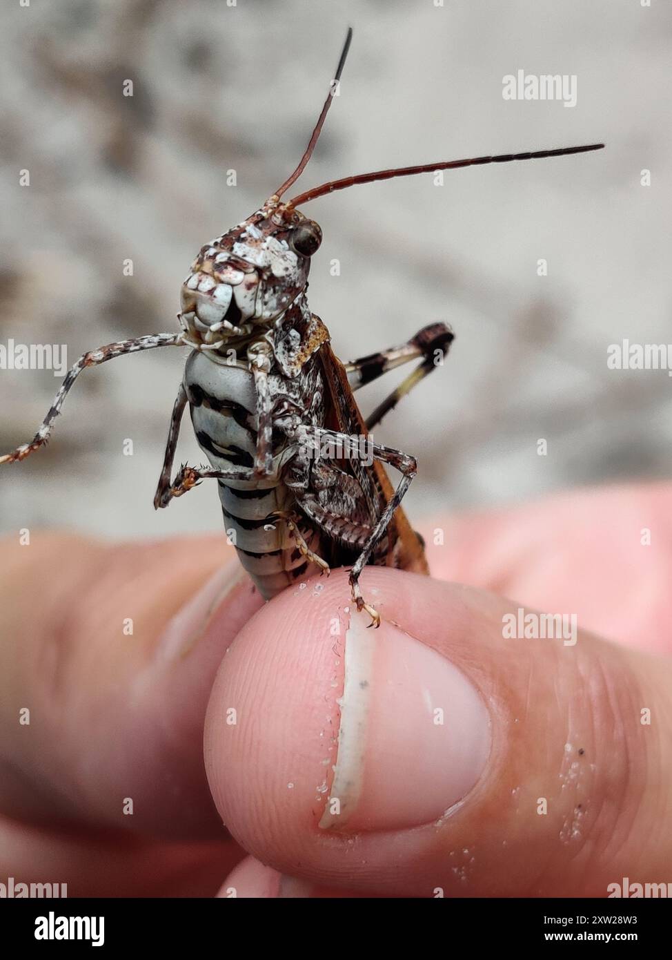 Longhorn Band-Wing Grasshopper (Psinidia fenestralis) Insecta Banque D'Images