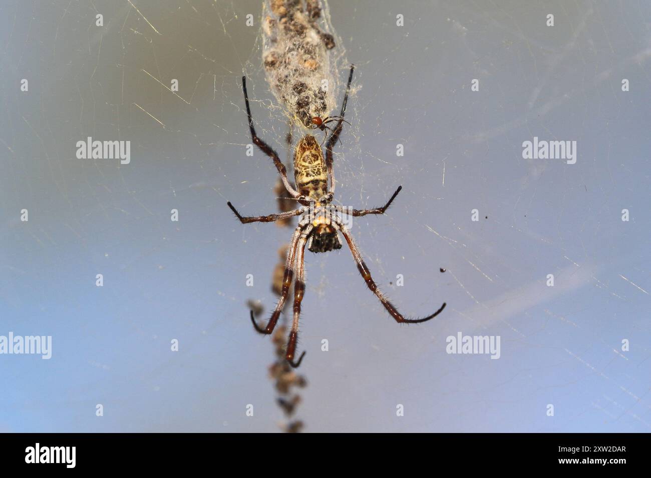 Australien Golden Orbweaver (Trichonephila edulis) Arachnida Banque D'Images