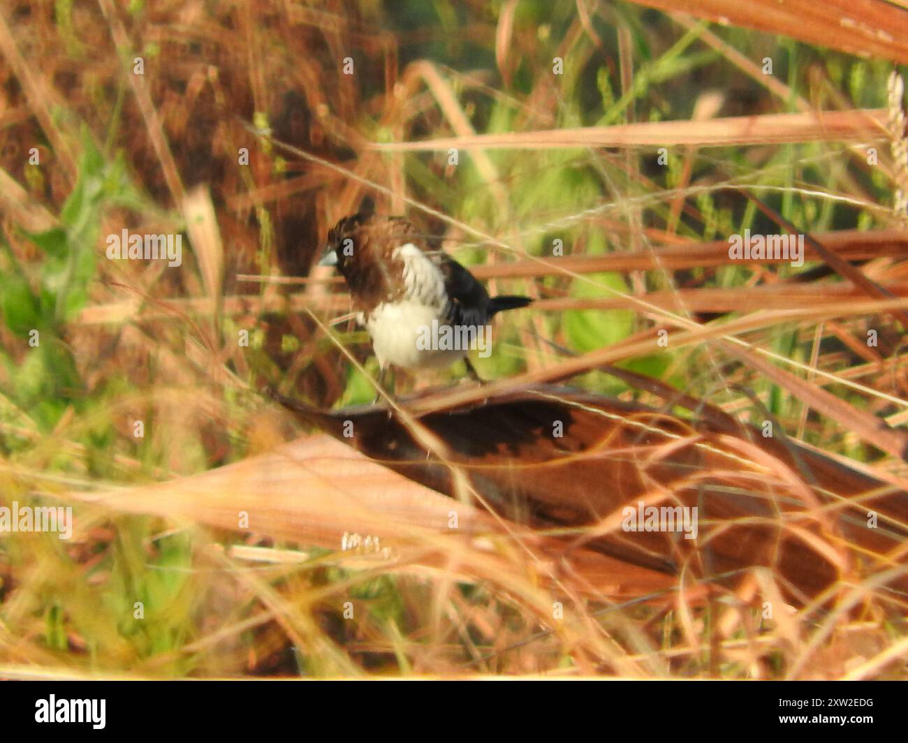 Mannikin en bronze (Spermestes cucullata) Aves Banque D'Images