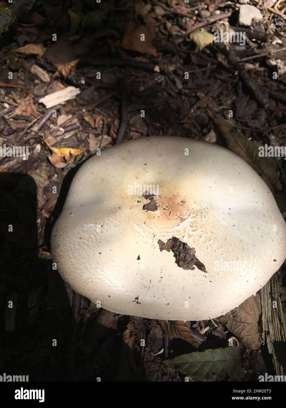Champignons jaunes (Agaricus xanthodermus) Banque D'Images