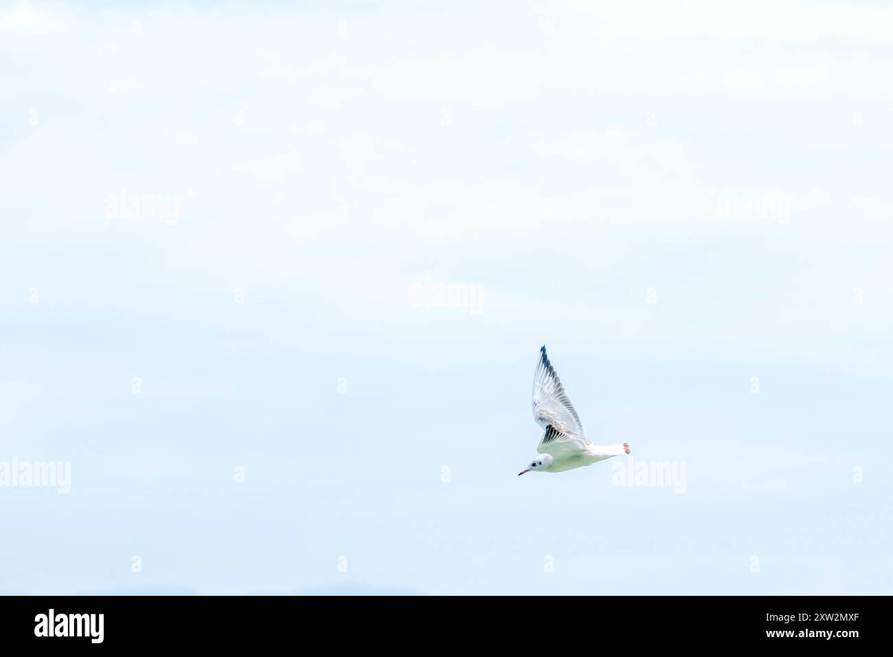 Peux-tu me voir ? Une mouette volant dans le ciel blanc – concept d'espace négatif. Banque D'Images