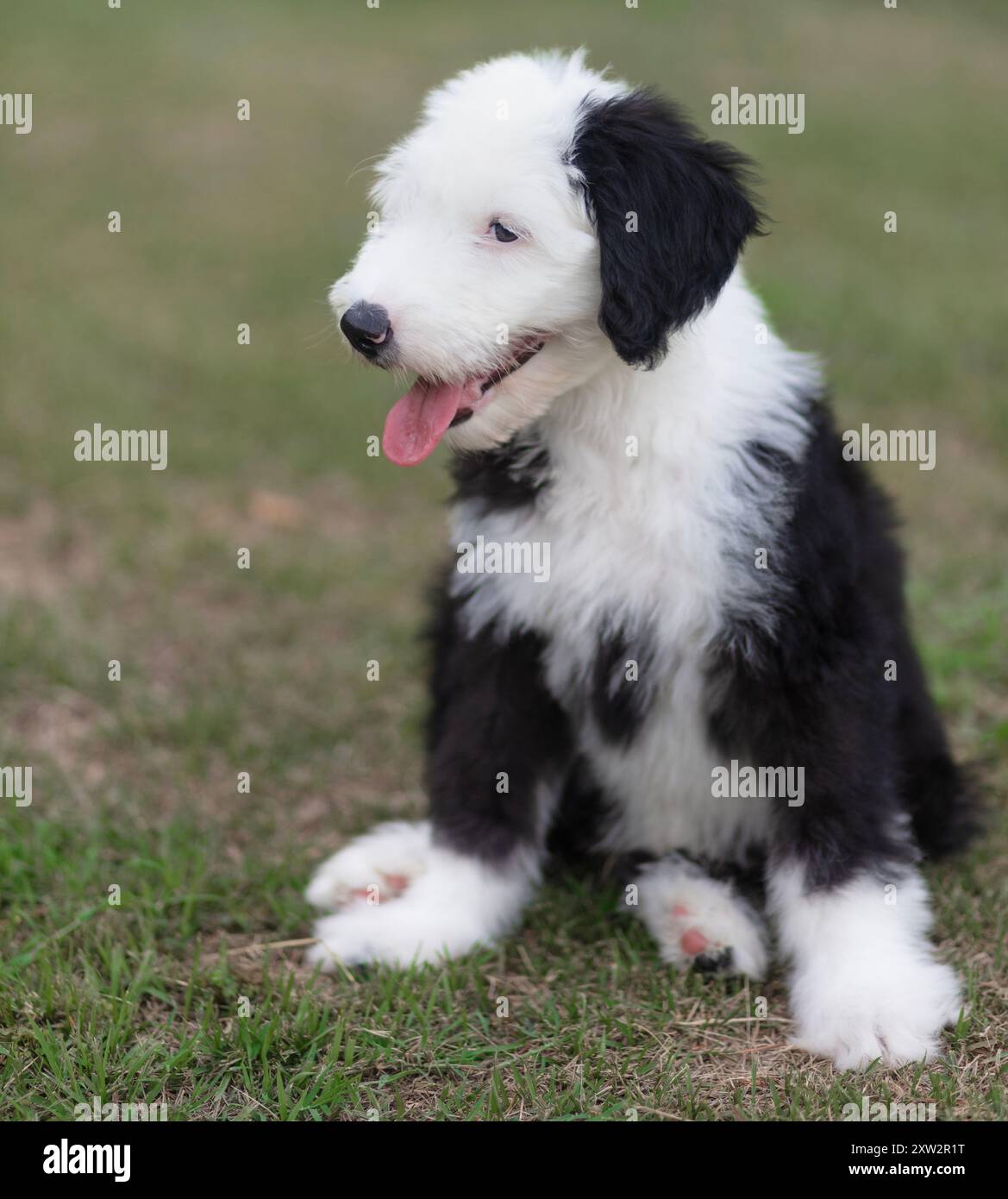 Jeune chiot Sheepadoodle avec des cheveux noirs et blancs et sa langue traînant assis obéissant sur une pelouse. Banque D'Images