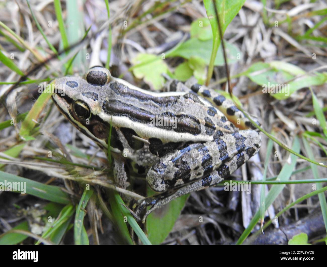 Grenouille pickerelle (Lithobates palustris) amphibie Banque D'Images