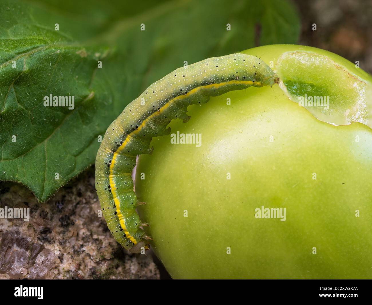Caerpilier de forme verte de la teigne britannique Brown-eye, Lacanobia oleracea, se nourrissant de fruits de tomate et de feuillage Banque D'Images