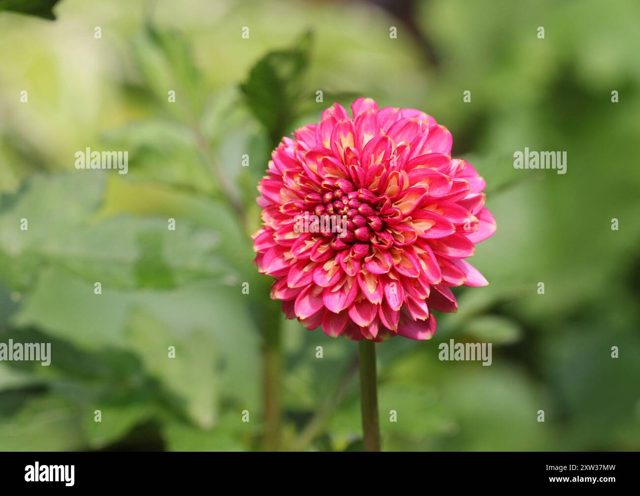 Un gros plan du Dahlia rose 'Alyshia' Banque D'Images