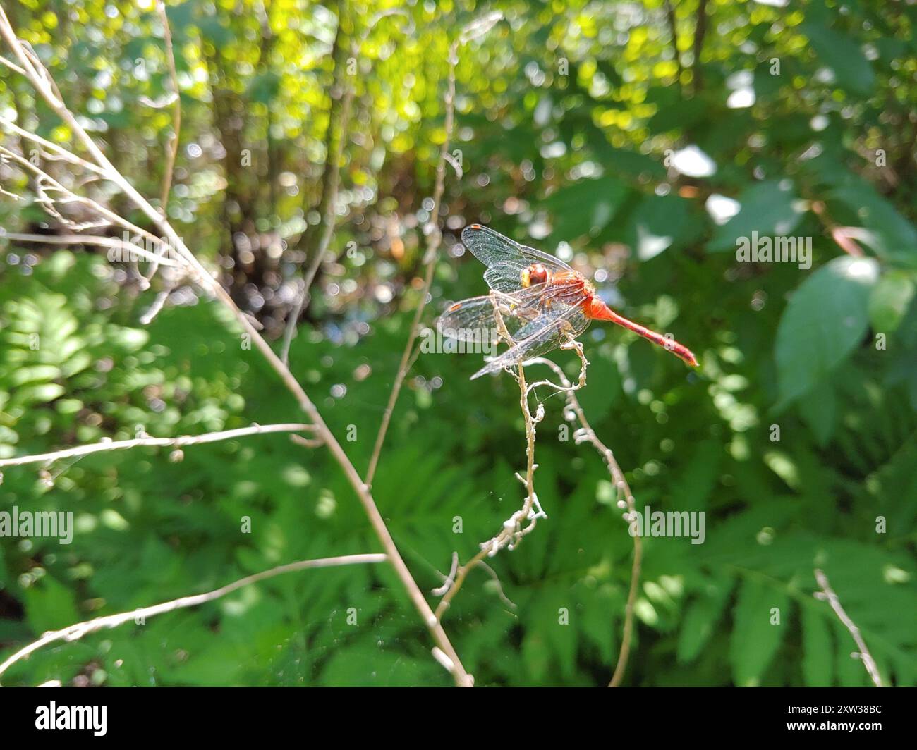 Meadowhawk (Sympetrum obtrusum) Insecta à face blanche Banque D'Images