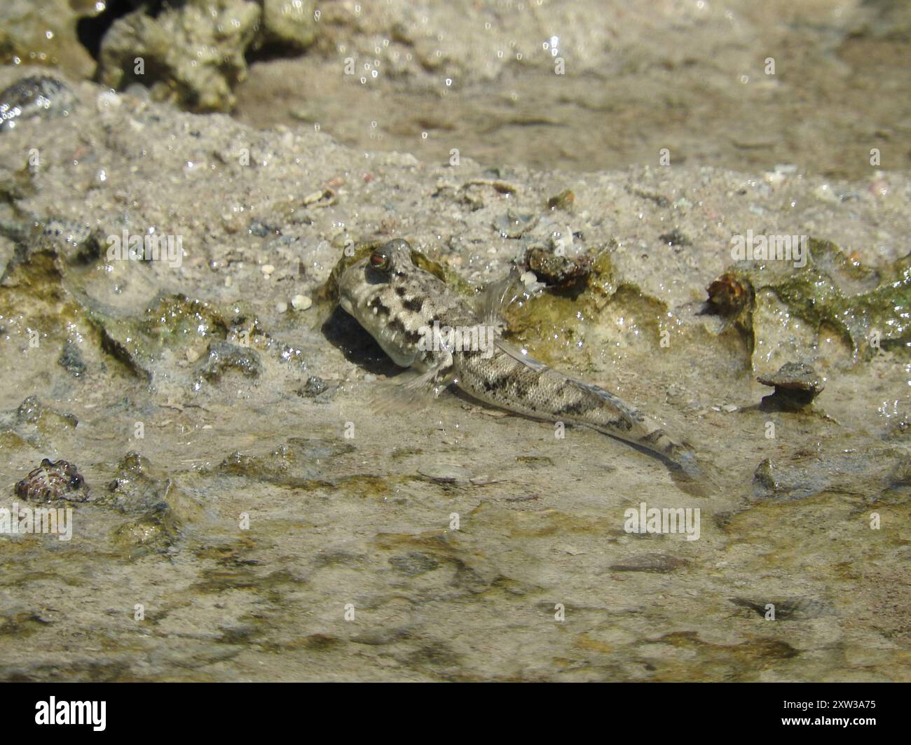 Mudskipper commun (Periophthalmus kalolo) Actinopterygii Banque D'Images