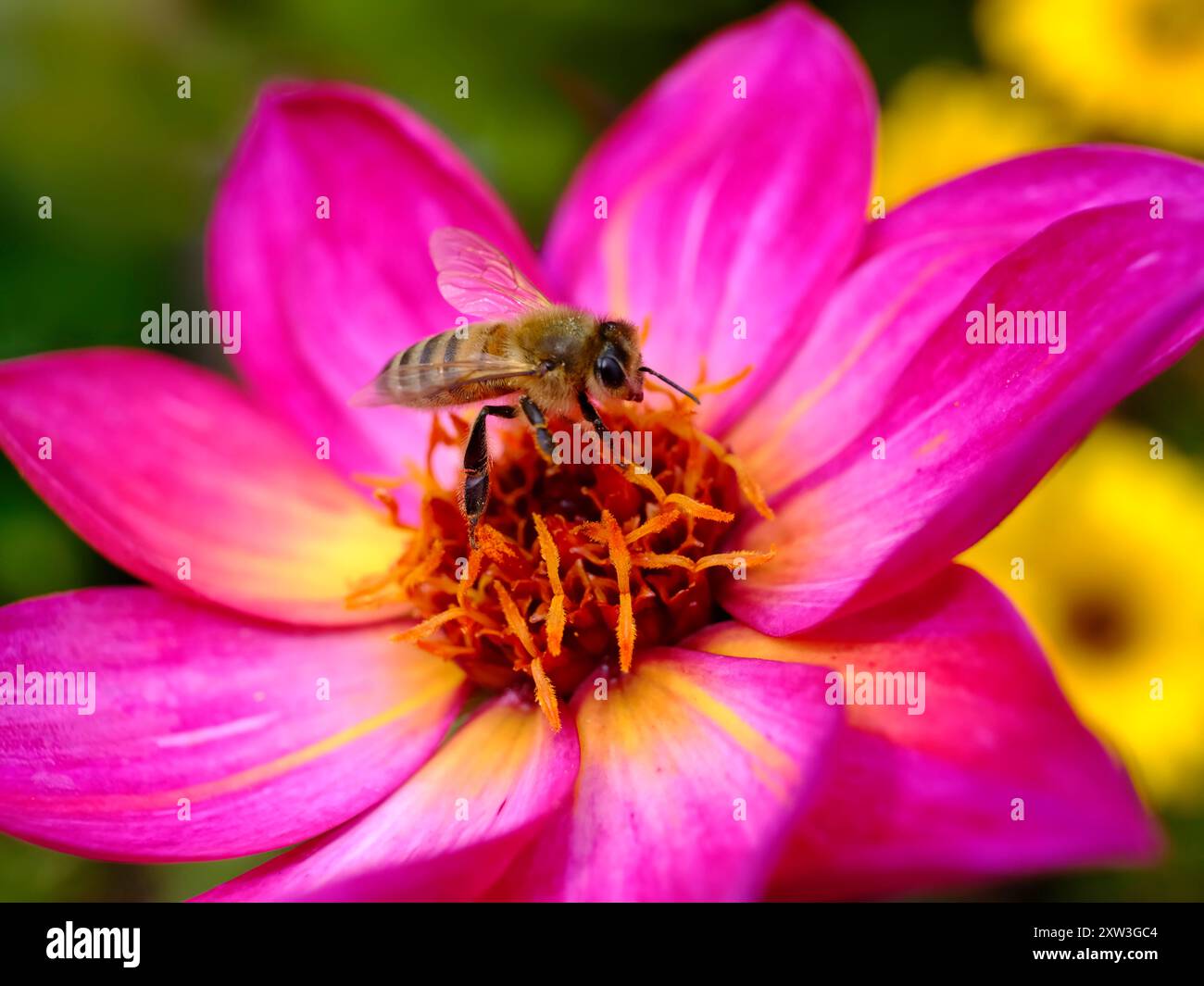 Macro d'abeille à miel (Apis) se rassemblant sur fleur de dahlia magenta Banque D'Images