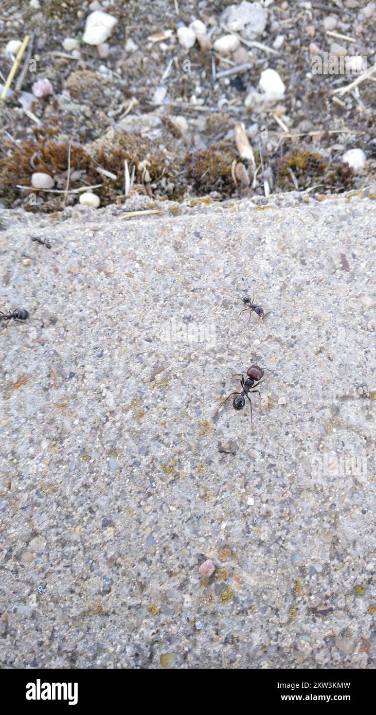 Barbary Harvester Ant (Messor barbarus) Insecta Banque D'Images