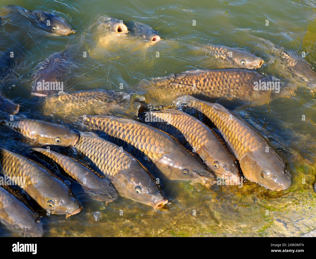 Beaucoup de carpes (Cyprinus) à la surface de l'eau près du rivage Banque D'Images