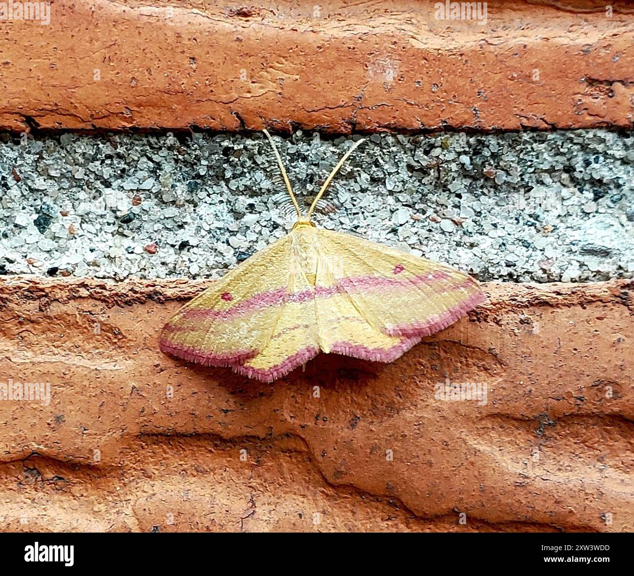 Chiches Geometer Moth (Haematopis grataria) Insecta Banque D'Images