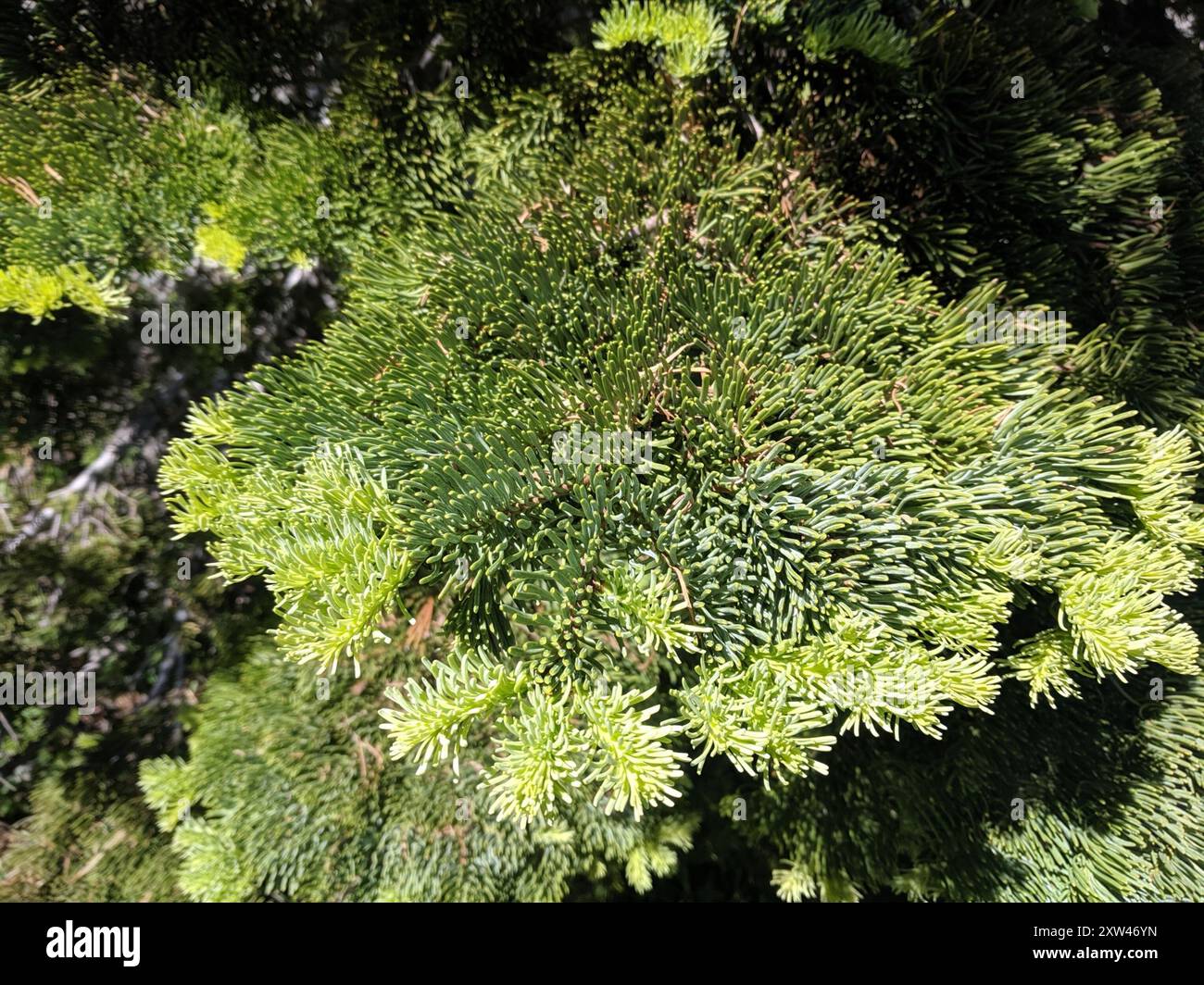 Sapin rouge (Abies magnifica) Plantae Banque D'Images