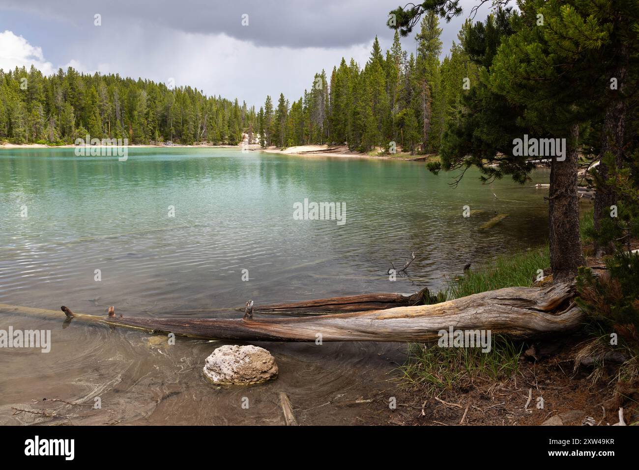 Une longue bûche s'étendant dans Clear Lake en dessous des averses de pluie qui passent. Parc national de Yellowstone, Wyoming Banque D'Images