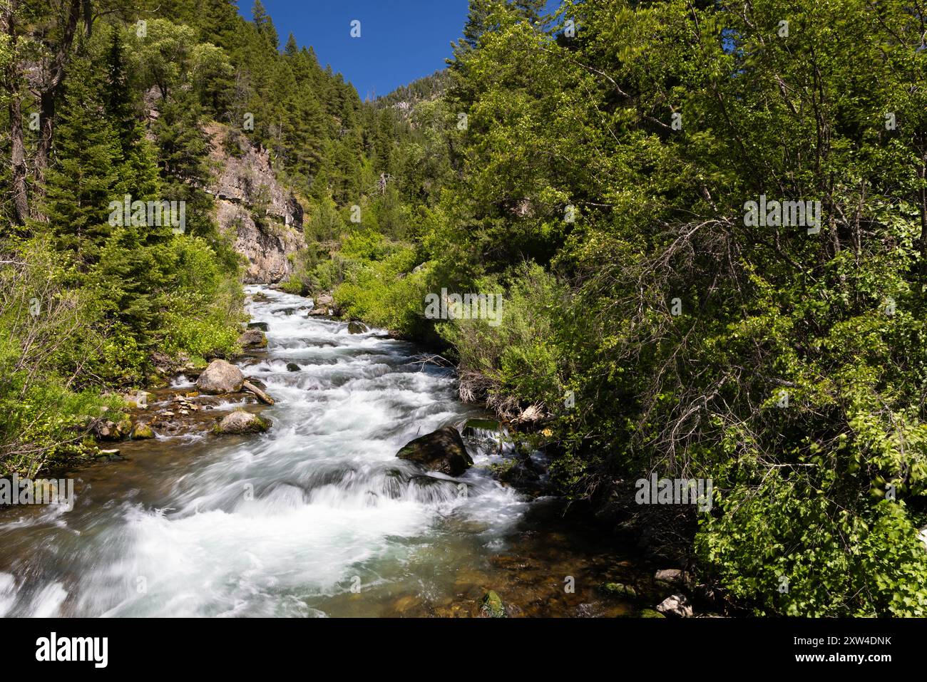 Palisades Creek se précipite à travers une forêt riveraine vibrante et de grandes falaises de calcaire. Caribou-Targhee National Forest, Idaho Banque D'Images