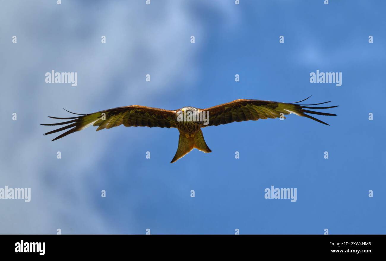Cerf-volant rouge Banque D'Images