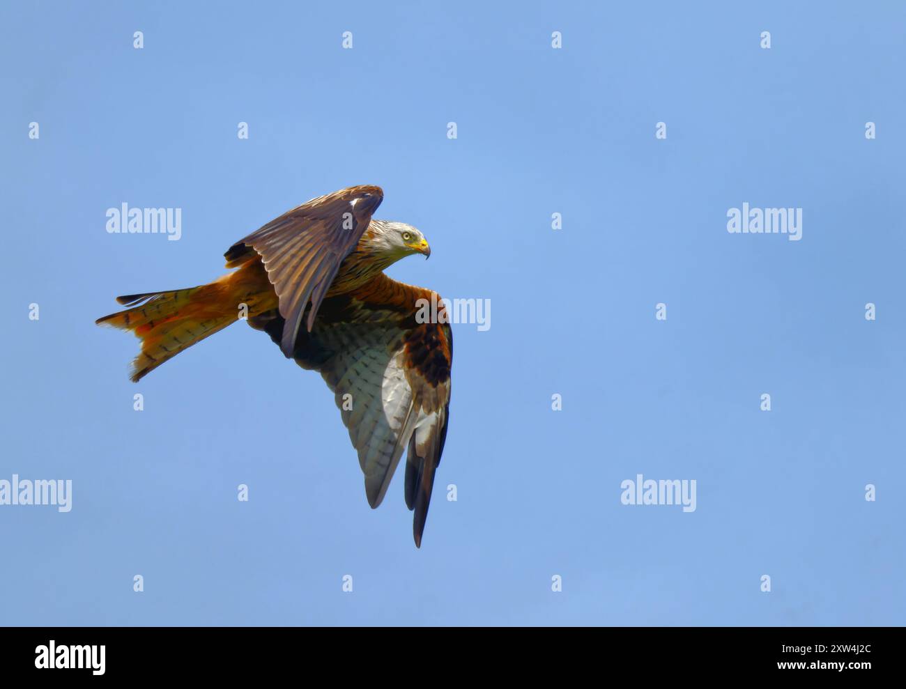 Cerf-volant rouge Banque D'Images