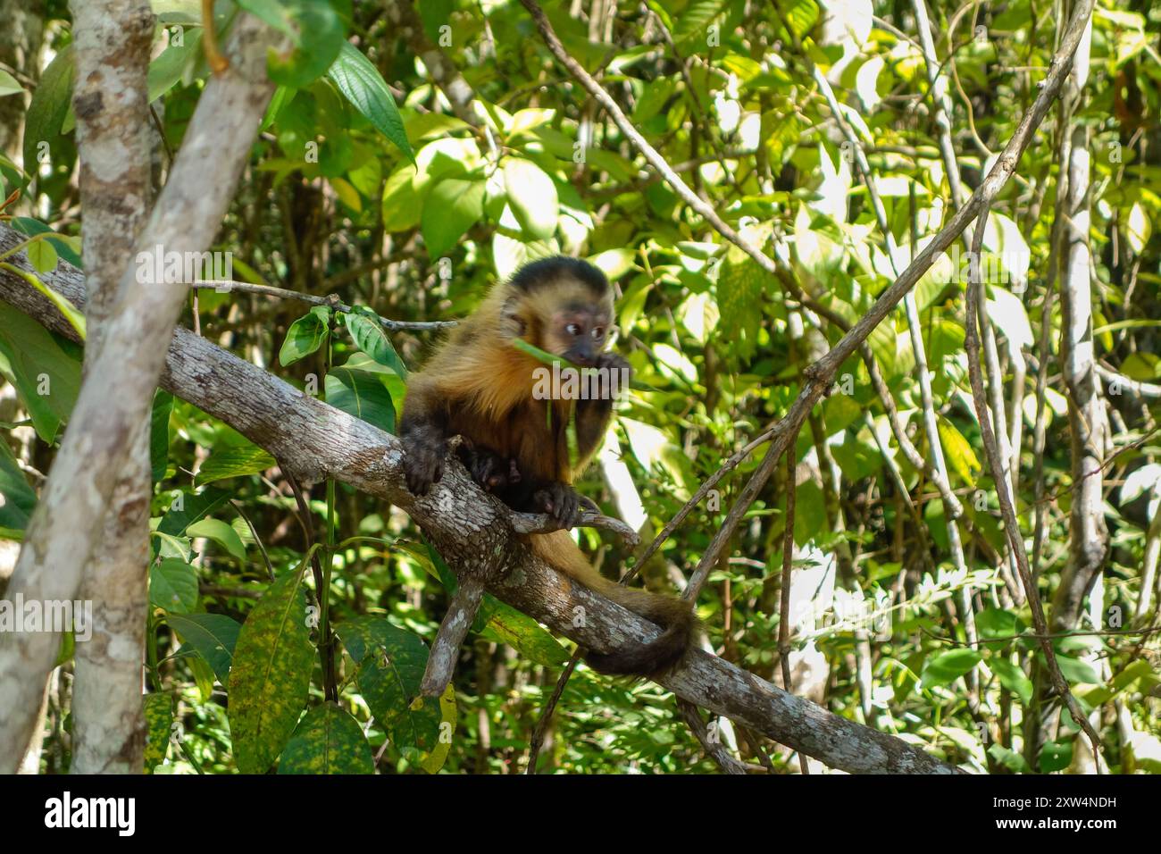 Mignon petit de singe Sapajus libidinosus, ou capucin à rayures noires. Forêt brésilienne. Banque D'Images