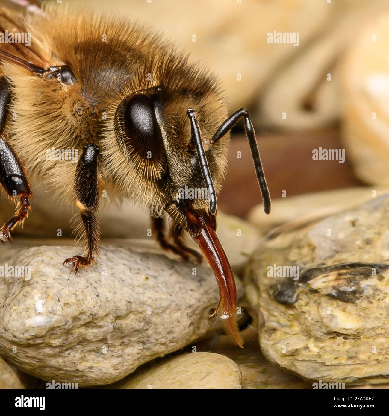Honey Bee DrinkingAnte Banque D'Images