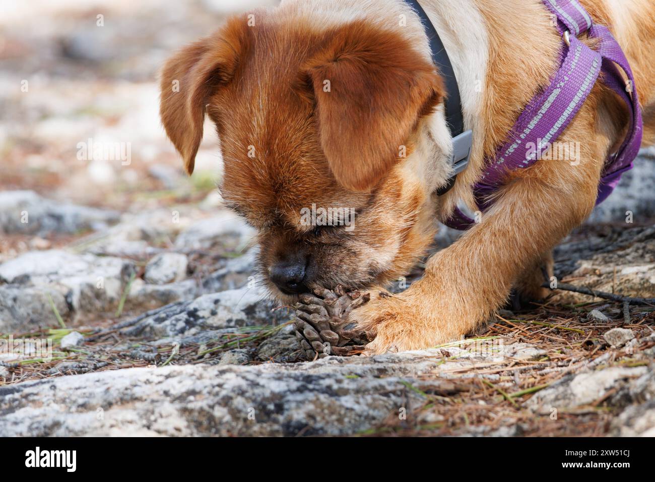 Nami le chien jouant avec une pomme de pin dans le parc naturel de la Sierra de Mariola, Alcoy, Espagne Banque D'Images