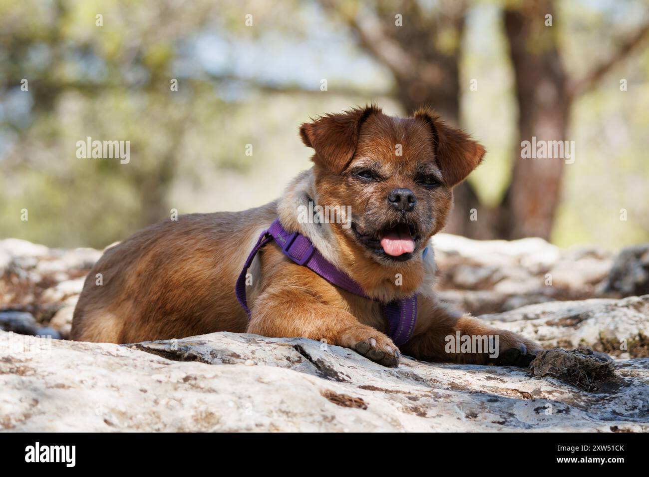 Nami le chien se reposant après la promenade quotidienne dans la nature, Alcoy, Espagne Banque D'Images