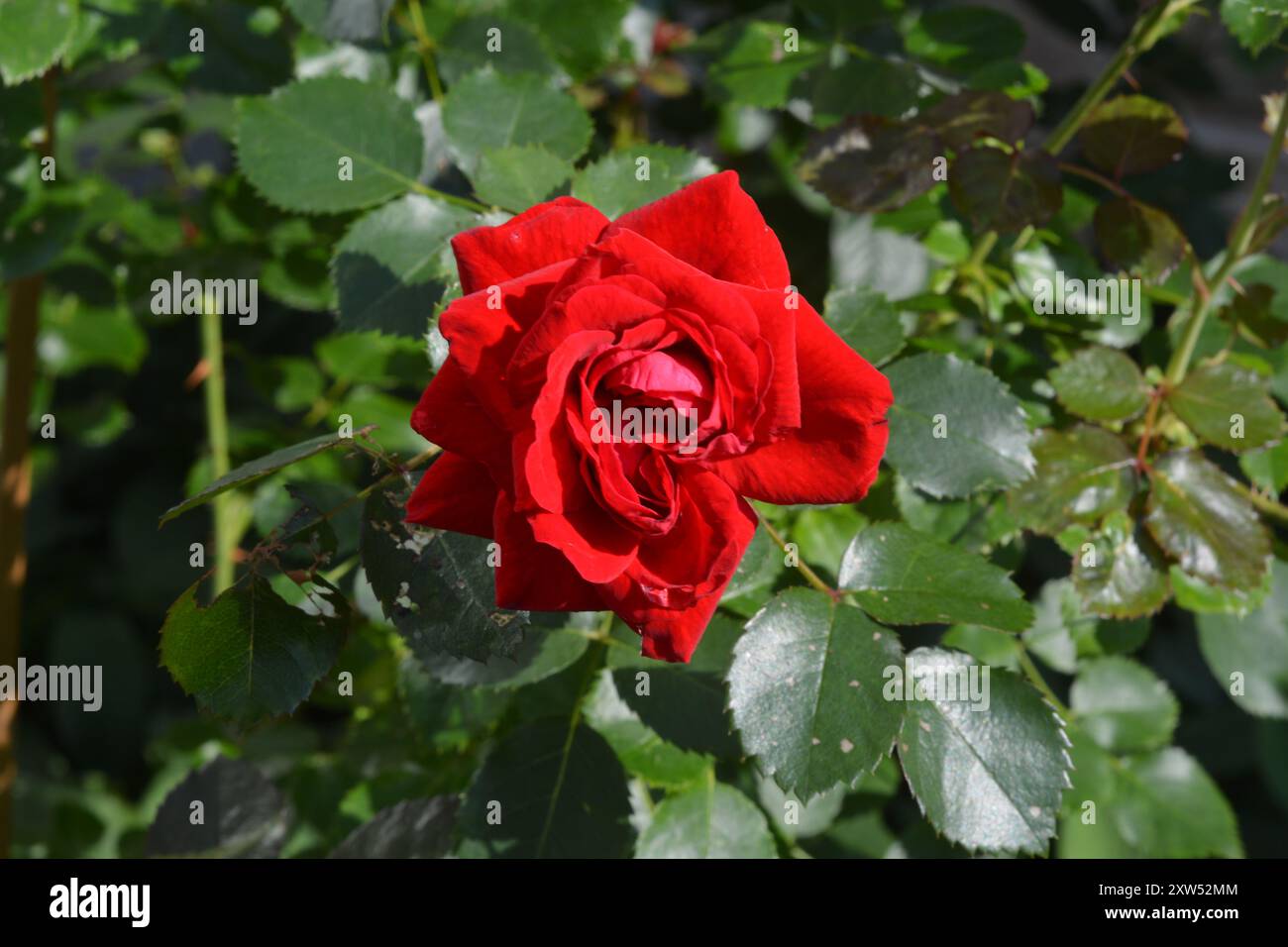 Belle fleur de rose rouge unique avec un fond de feuilles de rose vertes sur une journée d'été ensoleillée. Banque D'Images