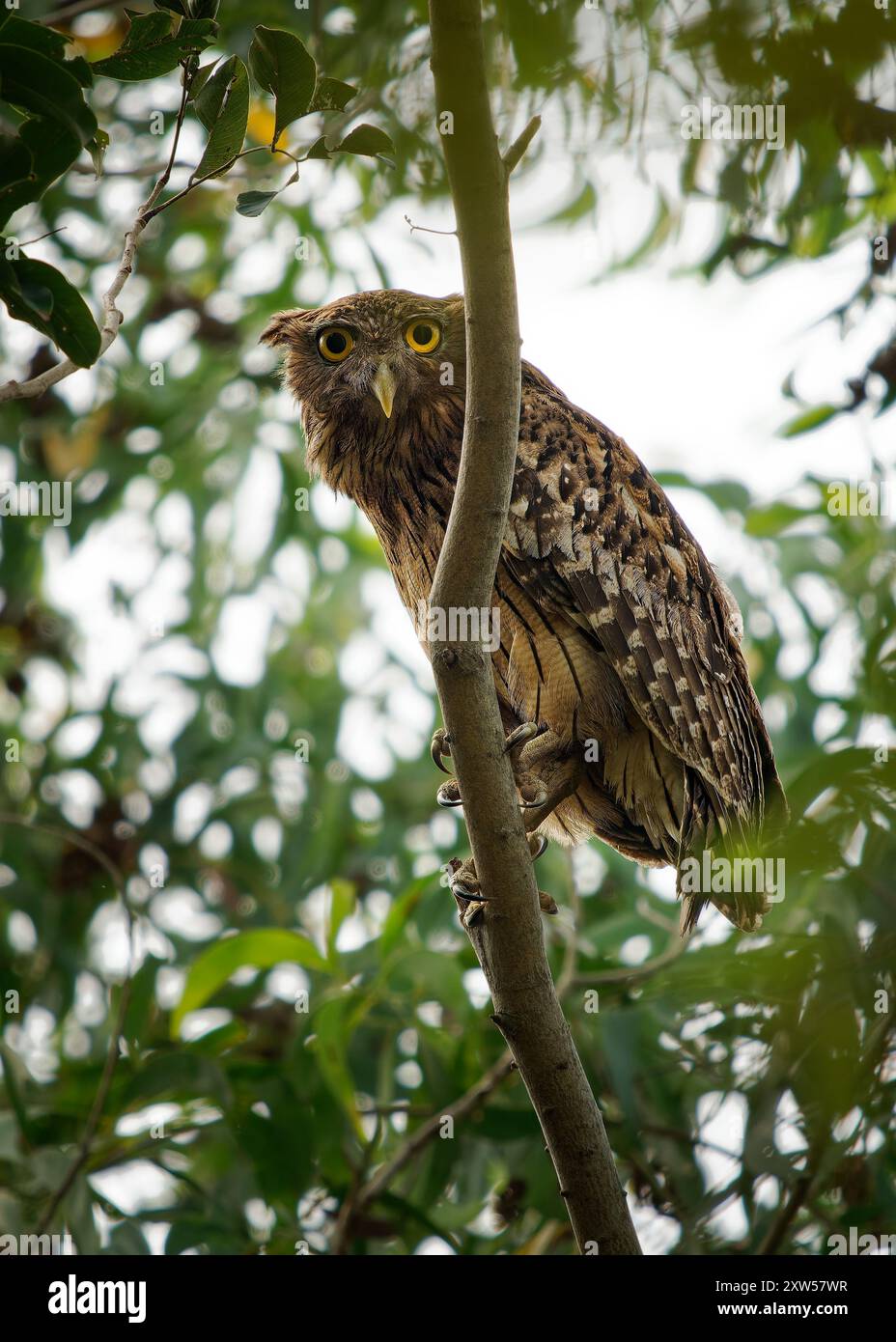 Ketupa bubo zeylonensis est un oiseau de Strigidae, originaire de Turquie jusqu'en Asie du Sud et du Sud-est, grand hibou assis dans l'arbre au Sri Lanka Banque D'Images