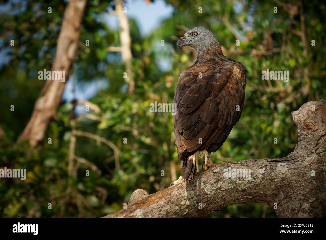 Aigle à tête grise Haliaeetus ichthyaetus, grand rapace dans les zones humides, rivières de l'Asie du Sud-est, Inde, chasseur de poissons, vital pour les écosystèmes d'eau douce, Banque D'Images