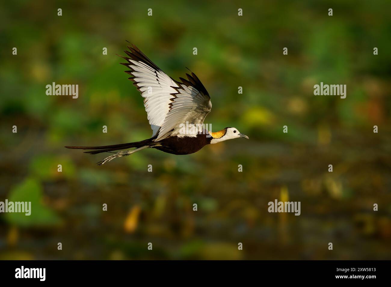 Jacana à queue de faisan - Hydrophasianus chirurgie oiseau en vol, orteils allongés et clous qui leur permettent de marcher sur la végétation flottante dans peu de profondeur Banque D'Images