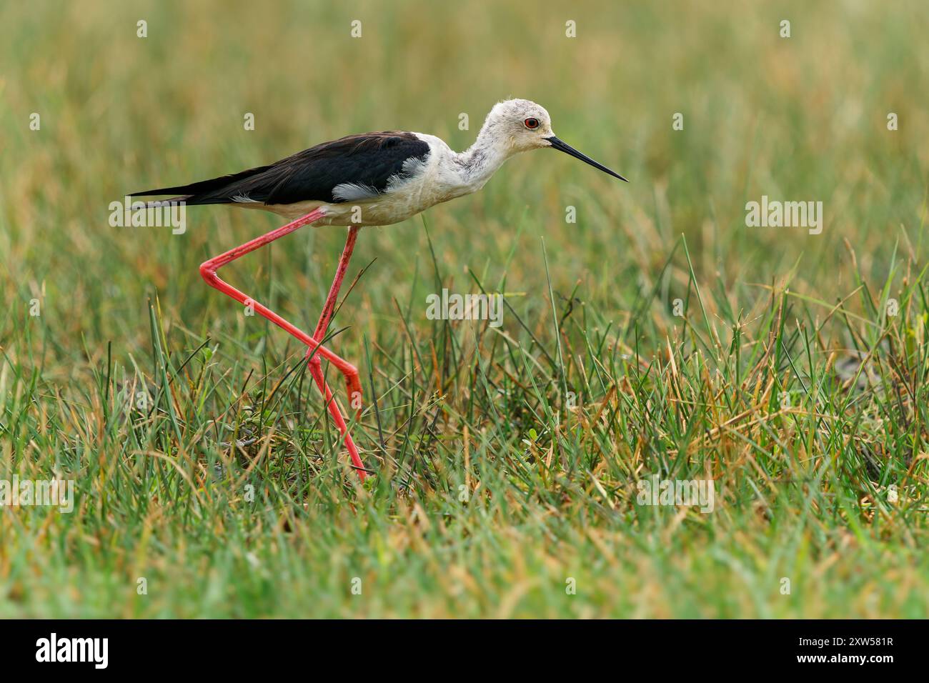 Échasses à ailes noires Himantopus himantopus, échassière d'oiseaux longues pattes rouges, plumage noir-blanc ; dans les zones humides à travers l'Europe, l'Asie, la recherche dans l'herbe verte Banque D'Images