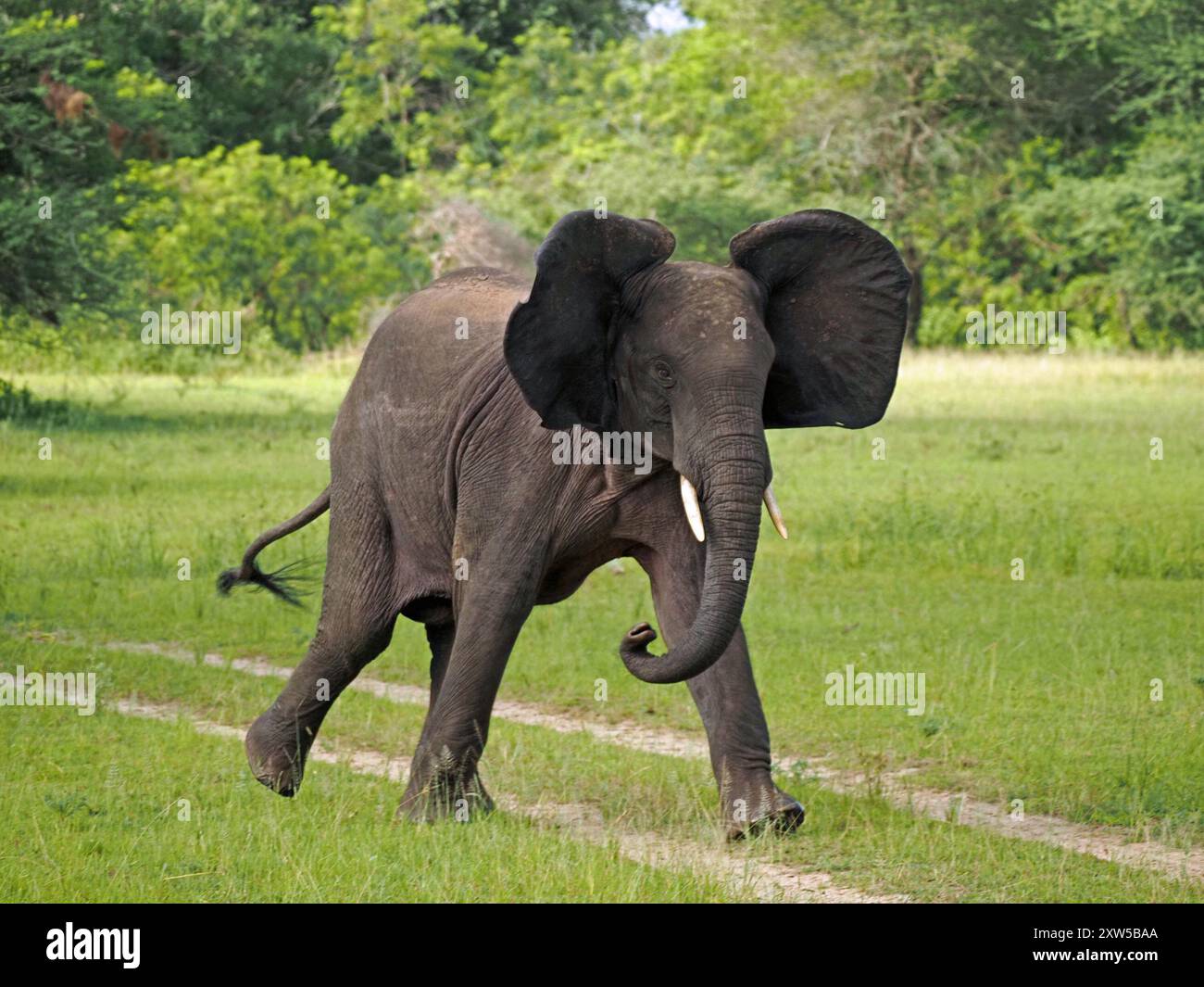 Jeune éléphant d'Afrique (Loxodonta Africana) se présentant avec une queue relevée et des oreilles battantes courant sur les prairies du parc national Nyerere, Tanzanie Banque D'Images