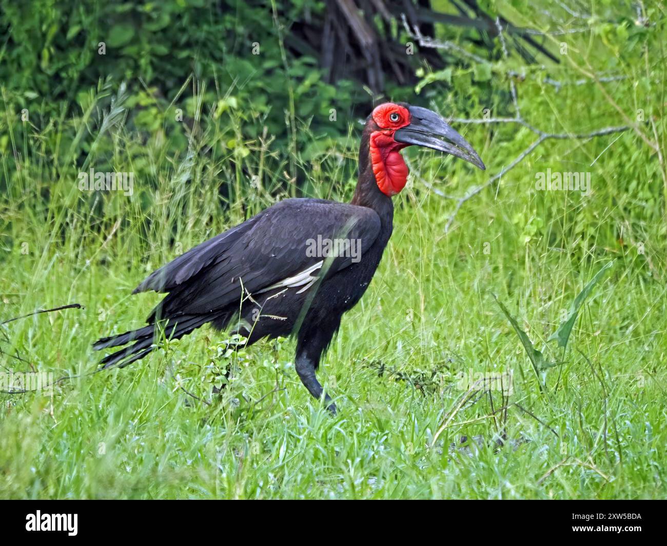 Adulte Southern Ground Hornbill (Bucorvus leadbeateri ; anciennement Bucorvus cafer) chasse au parc national Nyerere, Tanzanie Banque D'Images