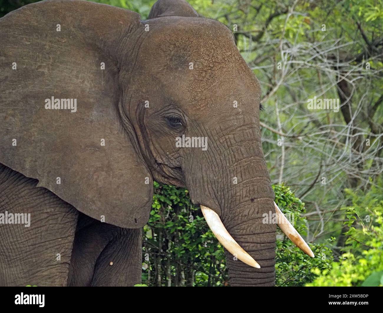 Gros plan d'éléphant d'Afrique sub-adulte (Loxodonta Africana) avec de petites défenses et peau ridée dans le parc national de Nyerere, Tanzanie Banque D'Images