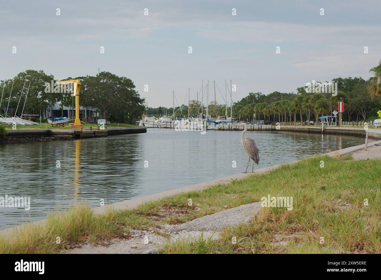 Courbe en S de Seawall sur la droite avec des palmiers verts. Héron bleu sur le côté droit de la digue. Vue sur Gulfport Marina par une journée ensoleillée. eau calme Banque D'Images