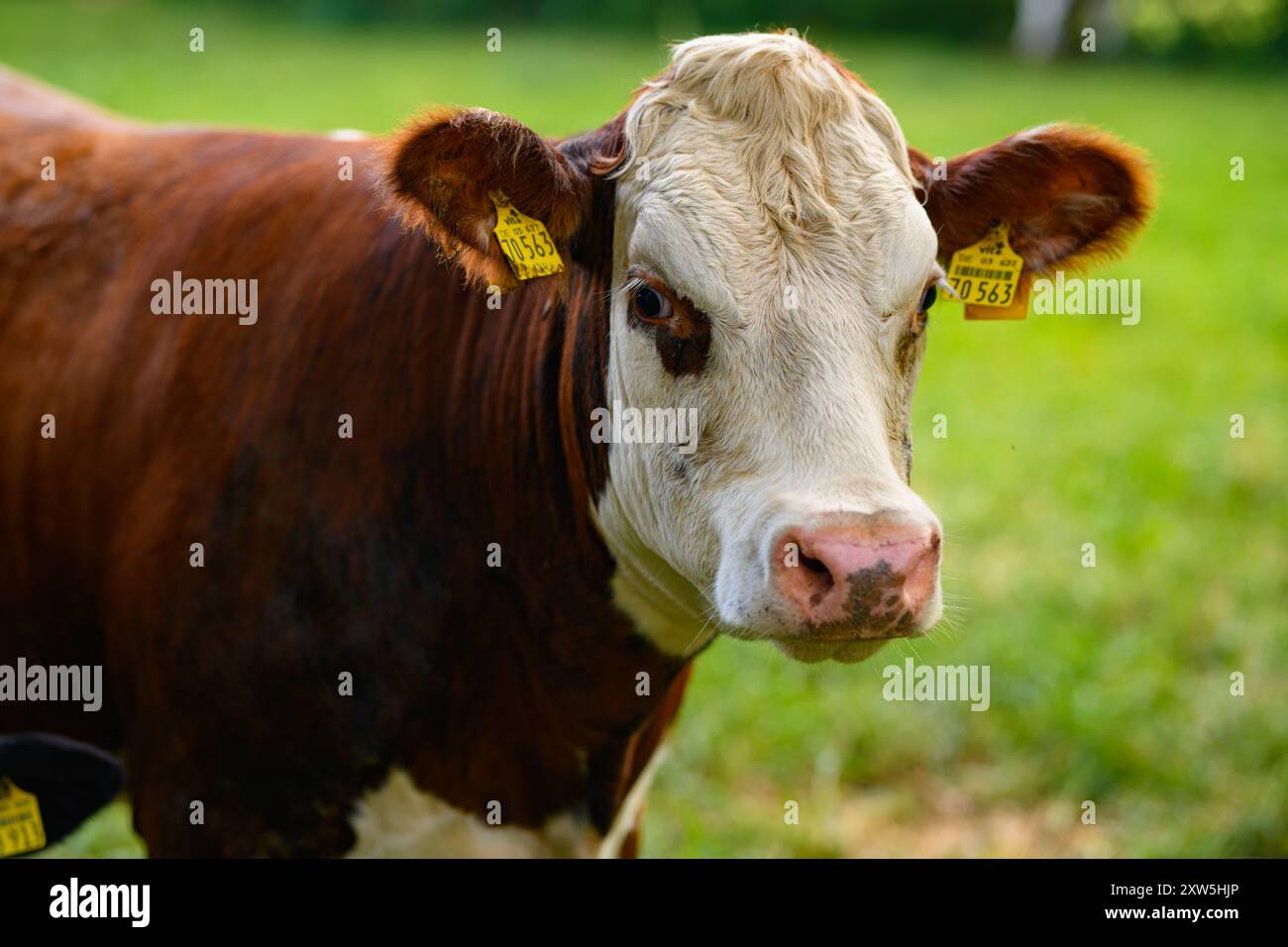 Vache de pâturage brune. Les vaches Hereford au champ. Gros plan sur la face de vache. Vache de pâturage au pâturage vert. Paysage de campagne et pâturage pour les vaches. Troupeau de vaches dans le Banque D'Images