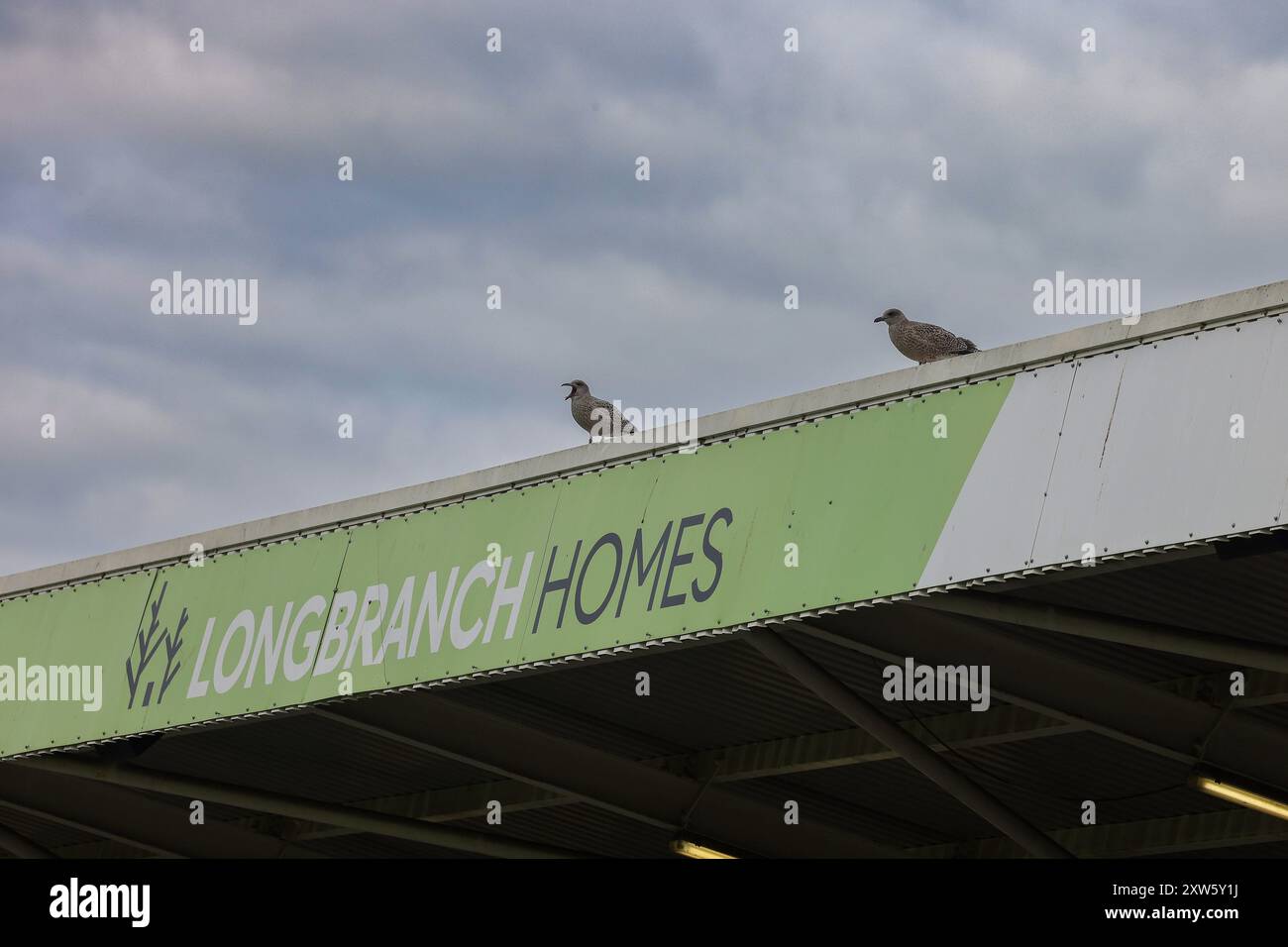 Deux mouettes regardent les débats lors du match de la Ligue nationale Vanarama entre Hartlepool United et Southend United à Victoria Park, Hartlepool, samedi 17 août 2024. (Photo : Mark Fletcher | mi News) crédit : MI News & Sport /Alamy Live News Banque D'Images